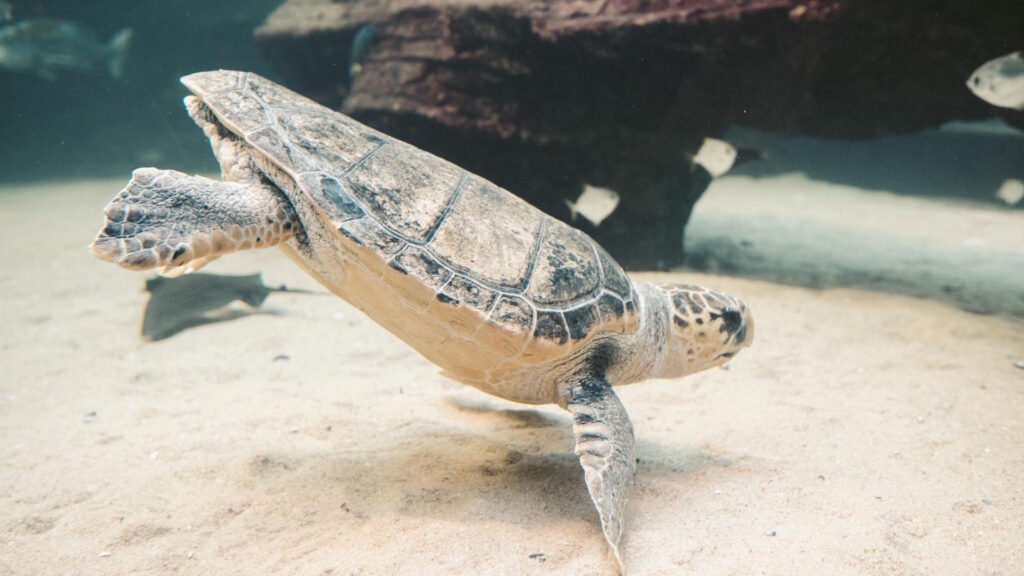 A sea turtle swimming gracefully above the sandy seafloor