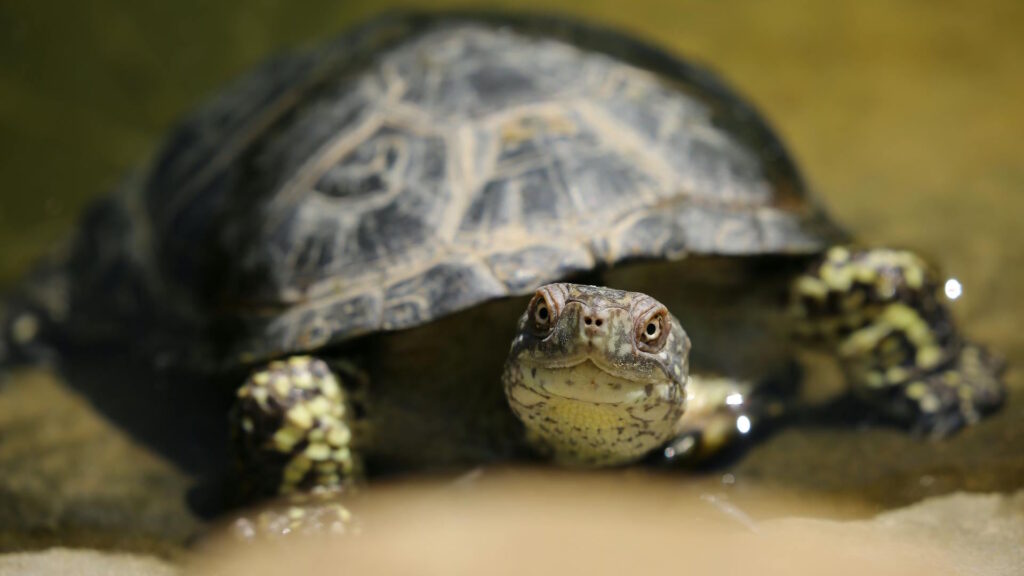 Close-up of a black and green turtle partially submerged in shallow water, with its head and front legs clearly visible.