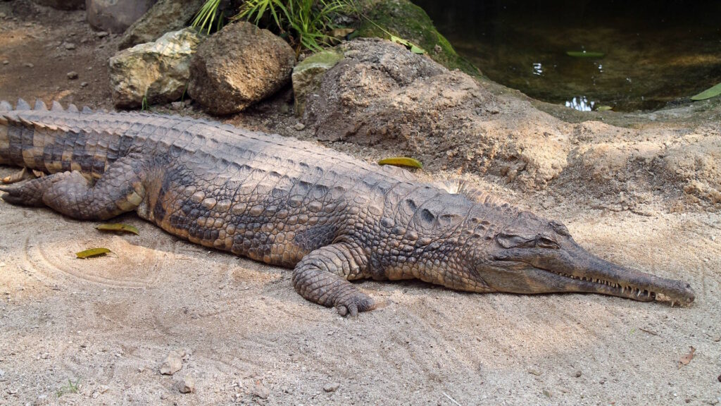 A false gharial (Tomistoma schlegelii) lies on sandy ground near a rocky water edge