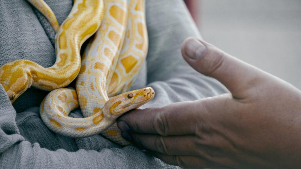 A person gently holding a yellow and white albino Burmese python, highlighting the snake's intricate scale patterns.
