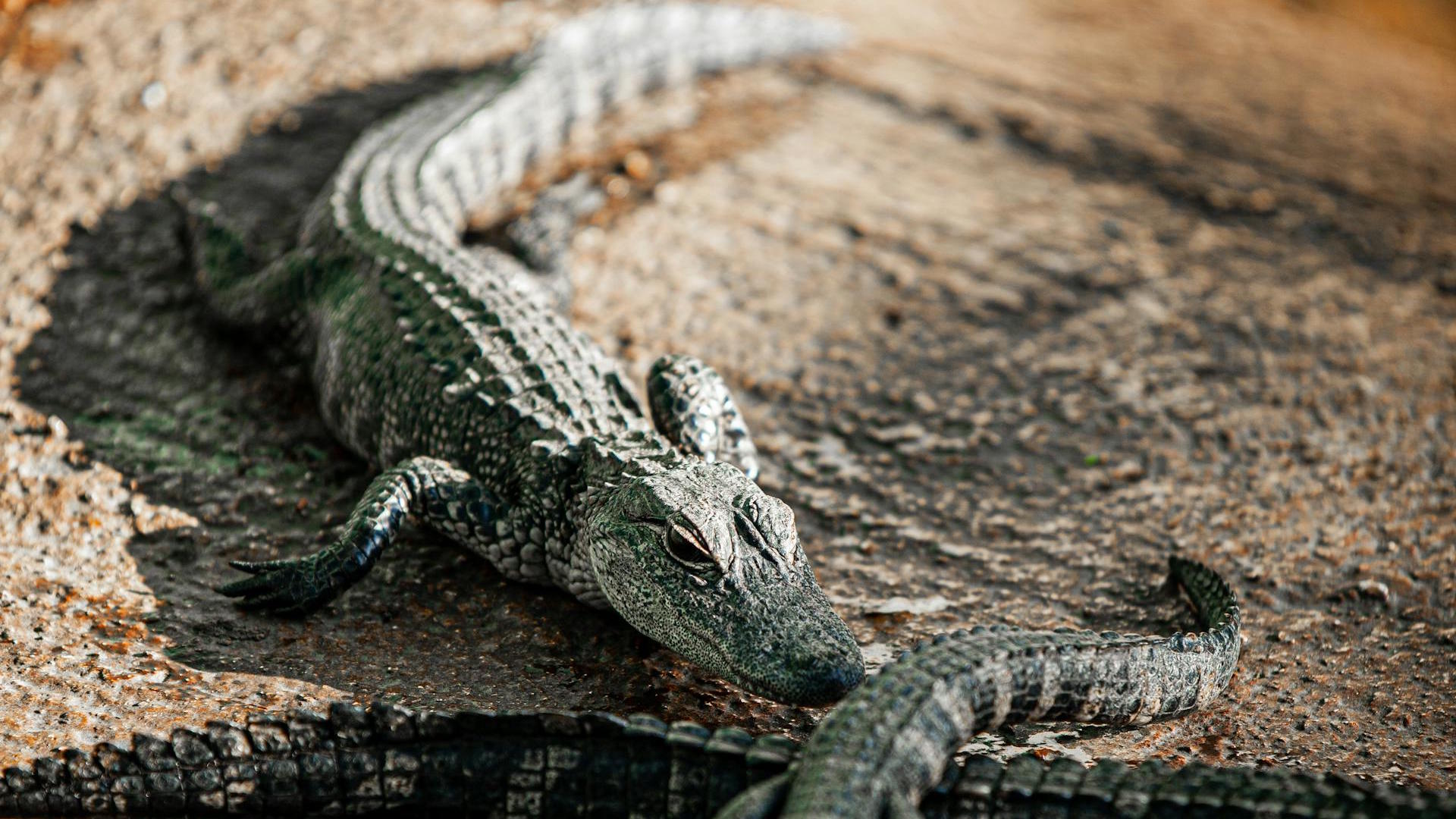 Group of small alligators basking on a rocky surface in natural light.