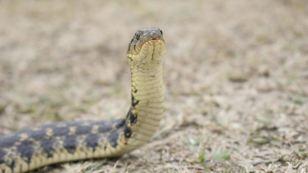 Detailed view of an Eastern Garter Snake in its natural habitat, captured outdoors in West Bengal