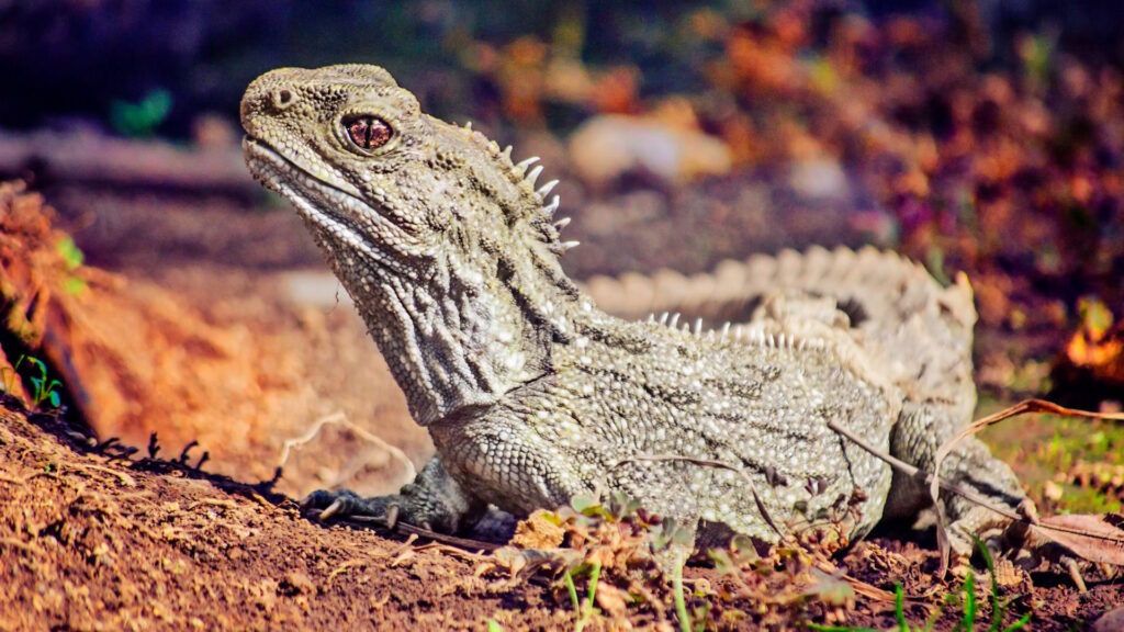 Close-up of a tuatara lizard basking in sunlight on a dirt surface
