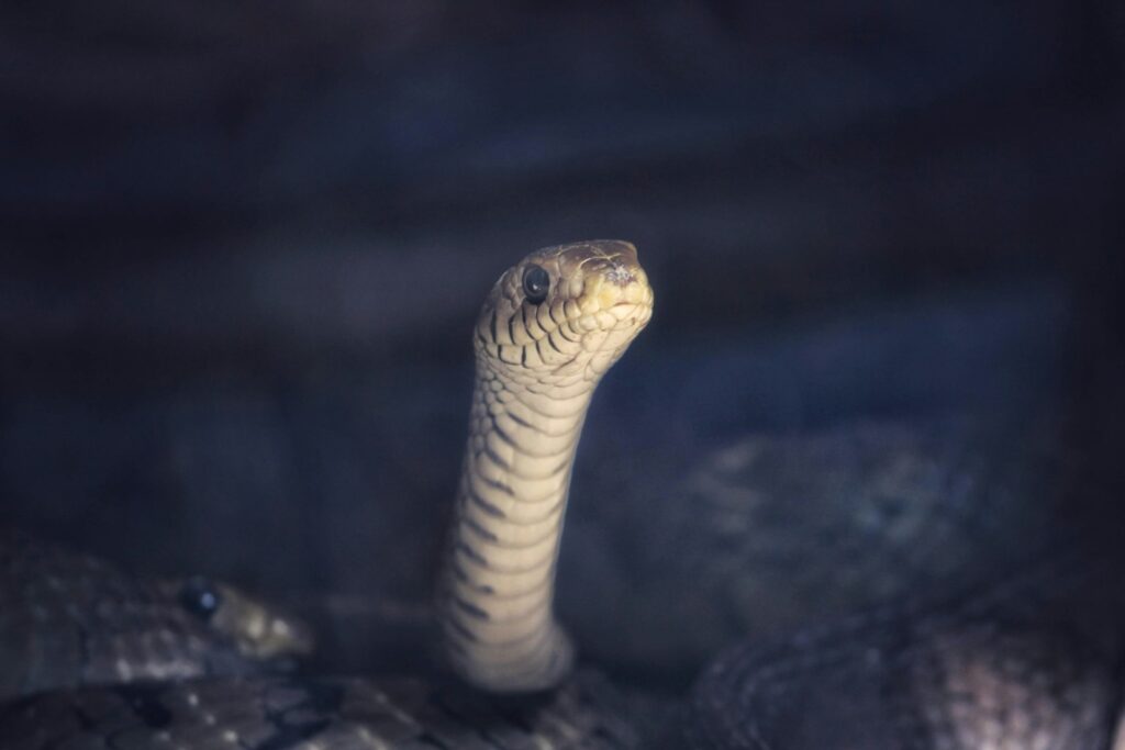 yellow and black snake on black surface