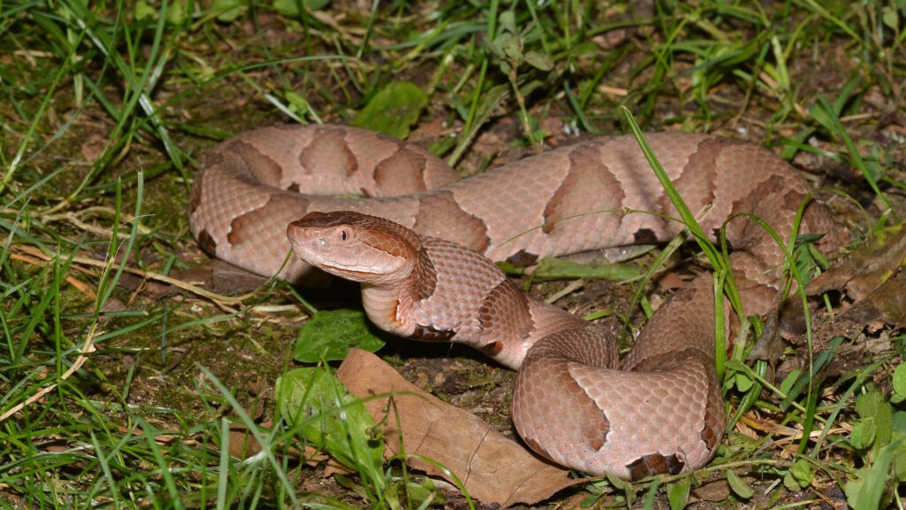 A copper-colored snake with dark hourglass markings coils on grass and leaves