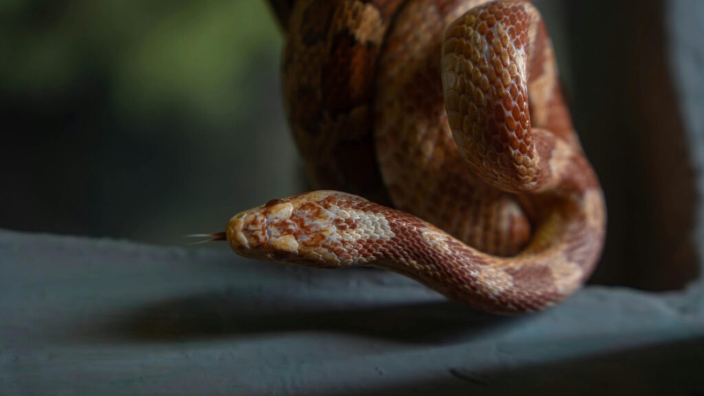 Detailed close-up of a red corn snake in a natural setting, emphasizing its texture and color