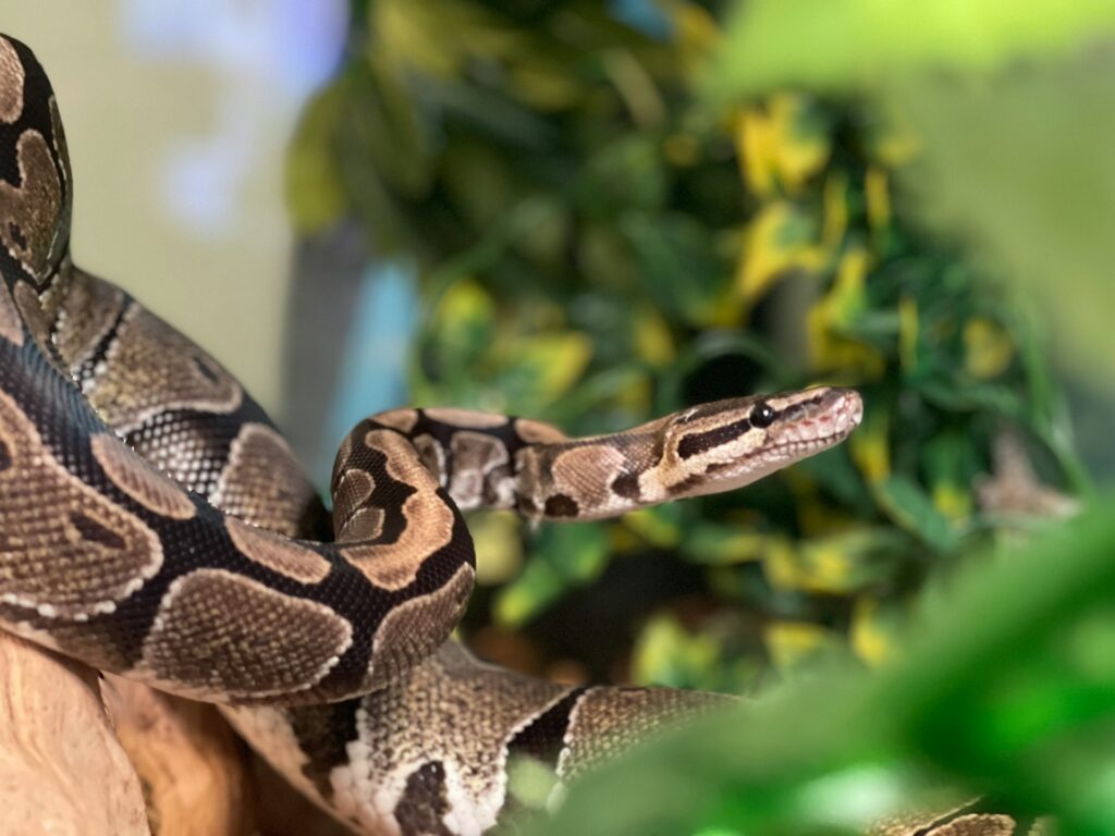 A ball python in a terrarium.