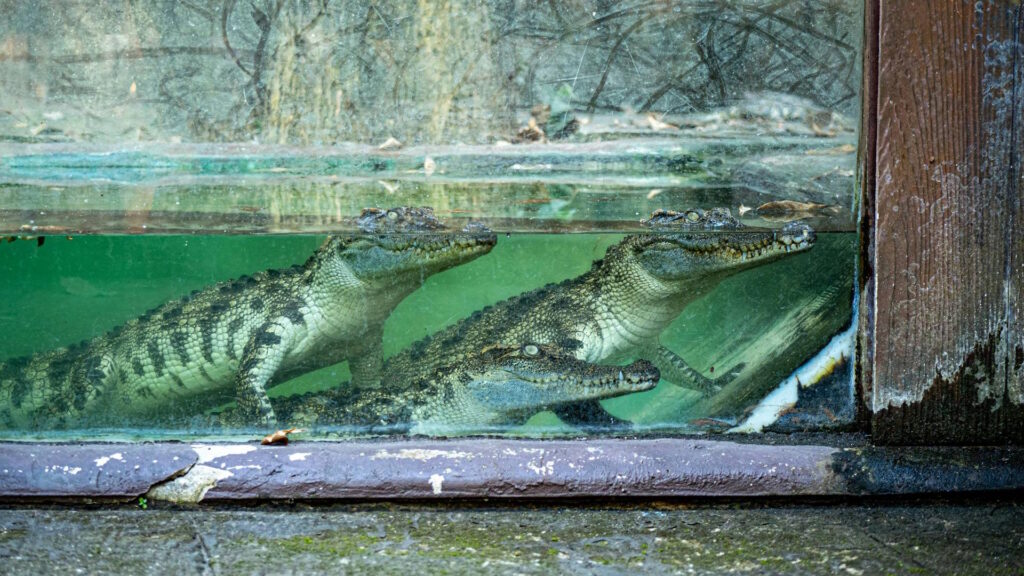 Three saltwater crocodiles swim in a zoo enclosure, showcasing wildlife conservation.