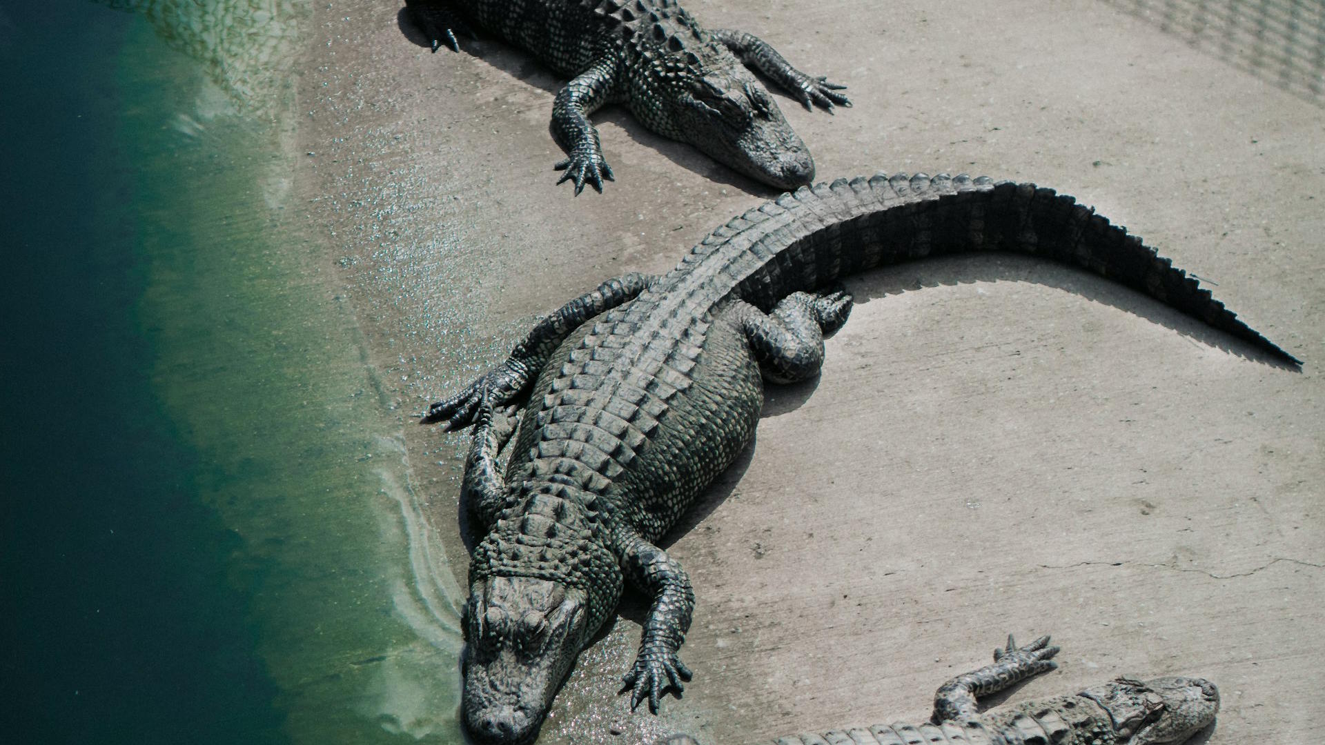 How Nile Crocodiles Hunt in Coordinated Groups