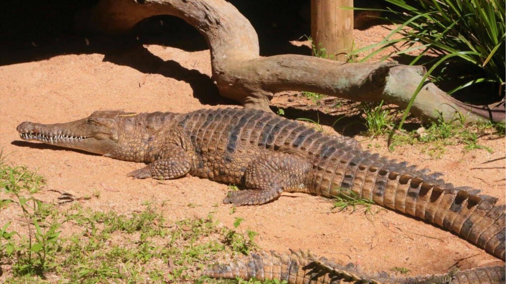 A crocodile basking in the sun at a zoo exhibit, captured in natural daylight.