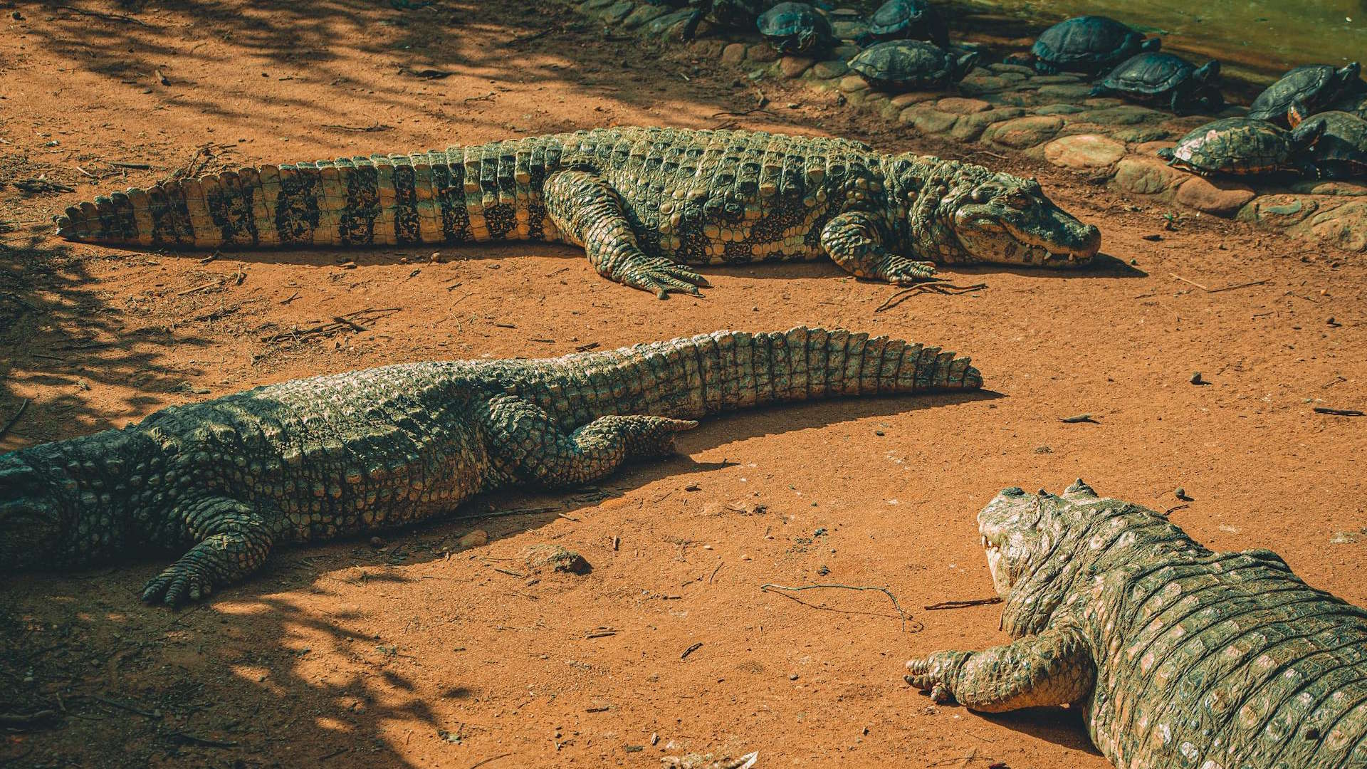 Crocodiles basking under the sun on warm, earthy soil in a natural wildlife setting.