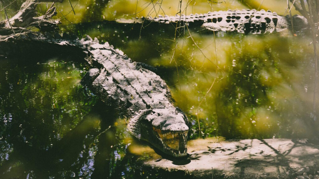 A crocodile sunbathing on rocks in a lush swamp environment, surrounded by water and green foliage.