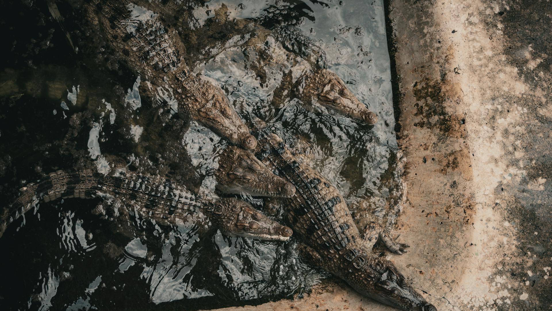 How Some Crocodiles Hunt in Complete Darkness