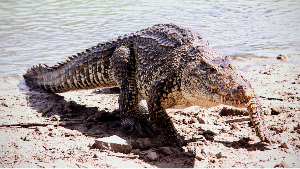 A Cuban crocodile walks on muddy ground near the edge of a body of water