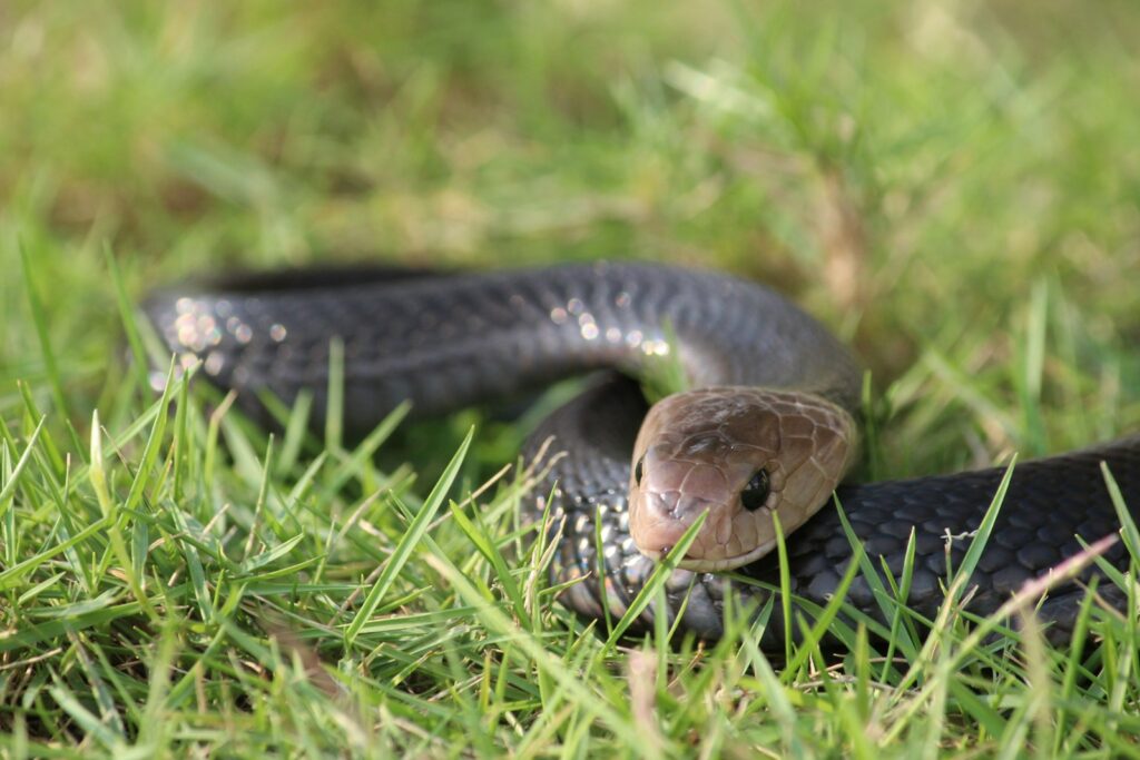 a snake in the grass