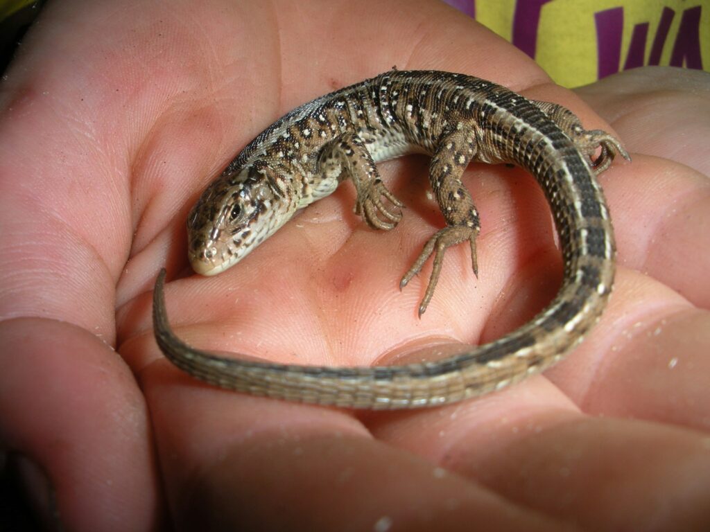 A person holding a small lizard in their hand