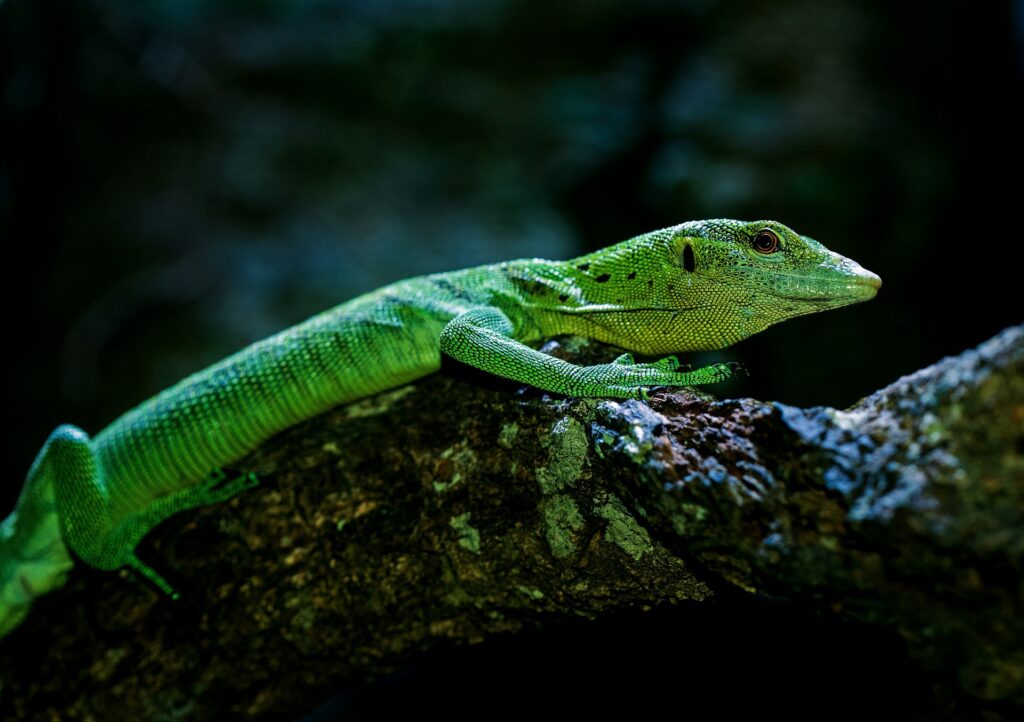 A vibrant green lizard perched on a branch, blending with its natural surroundings.