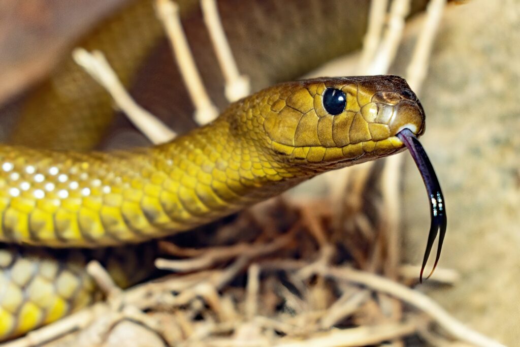 a close up of aInland Taipan snake on the ground
