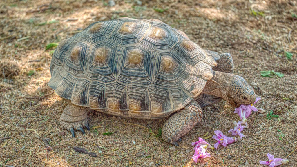 Desert Tortoise (Gopherus agassizii) at the Henderson Bird Viewing Preserve, Las Vegas eating his favorite food Desert Willow flowers.