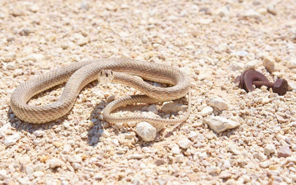 A snake blends seamlessly into its rocky surroundings, showcasing the beauty and diversity of wildlife.