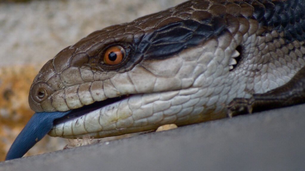 Eastern blue-tongued lizard with mouth open, showing its bright blue tongue in a defensive display against predators.