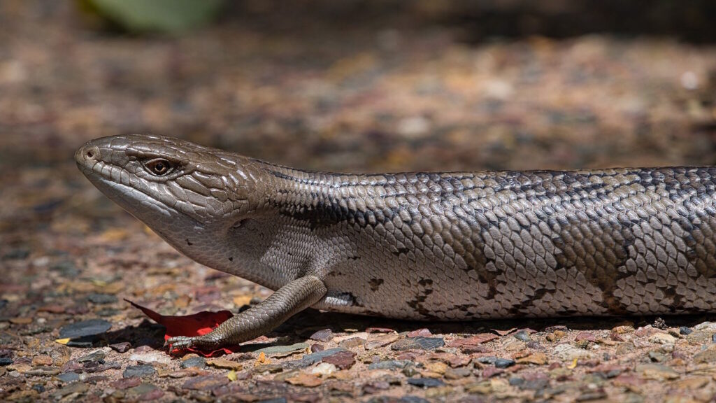 An eastern blue-tongue lizard lies on a gravel surface, its smooth, banded scales and stout body visible in the sunlight.