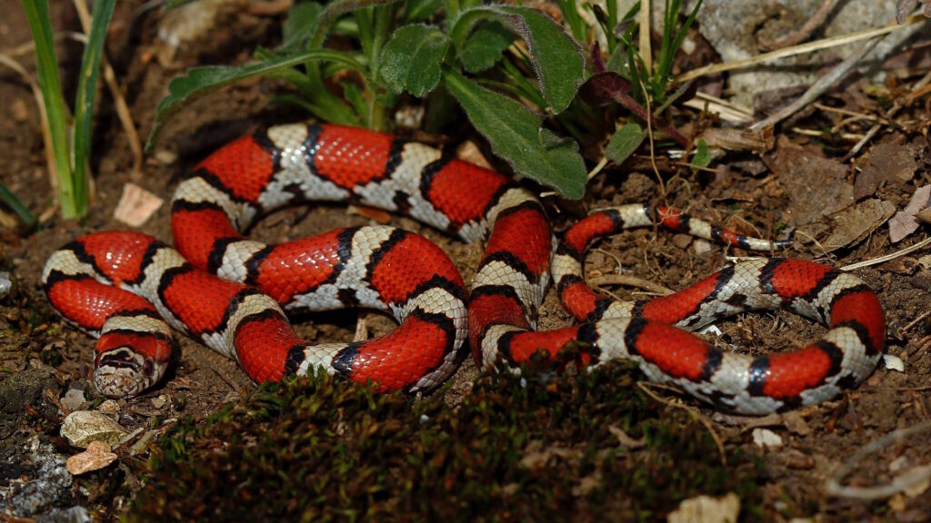 Eastern Milk Snake with reddish-brown blotches outlined in black on a light background, coiled on a rock.
