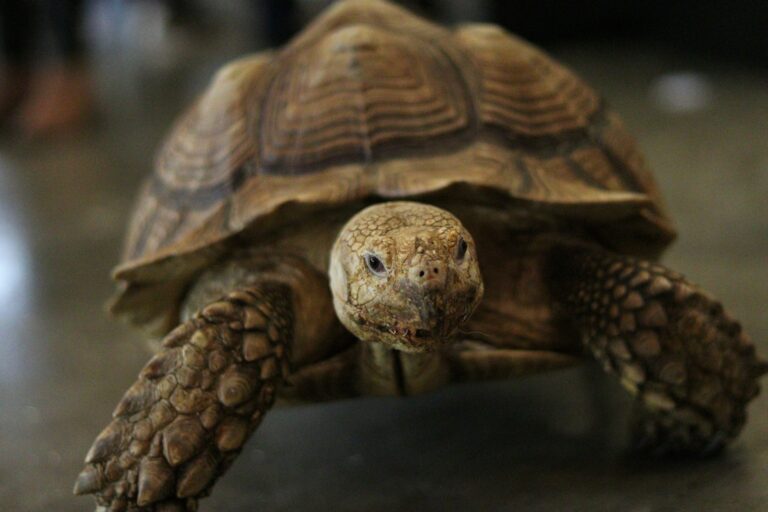 The Most Unique Turtle Shell Patterns Found in Nature – Reptilekingz