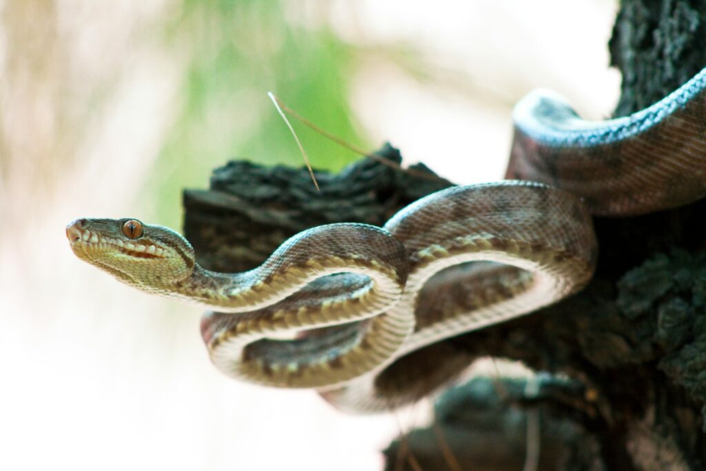 Snake on a tree branch, coiled and alert in its environment.