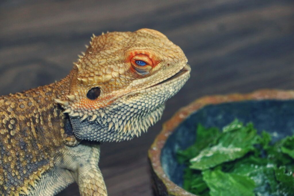 A bearded lizard watches a bowl of greens, intrigued by the colorful meal.