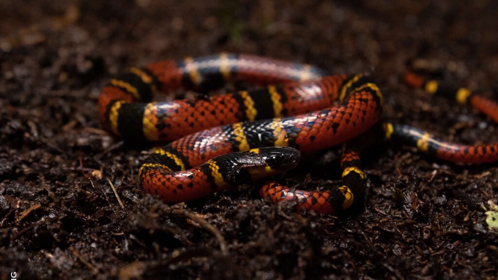 A False Coral Snake lying on wet, muddy ground with a banded red, and black pattern.