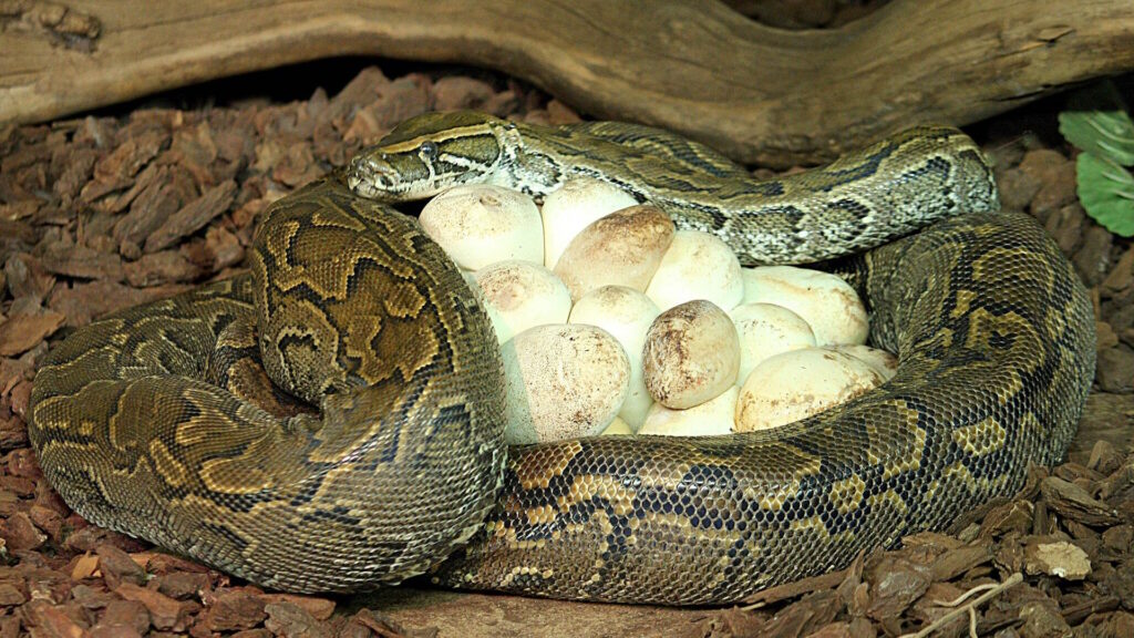 A detailed image capturing a python coiled protectively around her clutch of eggs, illustrating maternal incubation behavior.