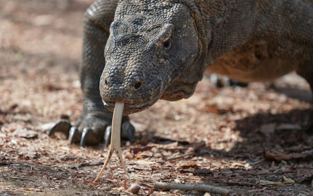 A komodo dragon flicks its tongue in the open.