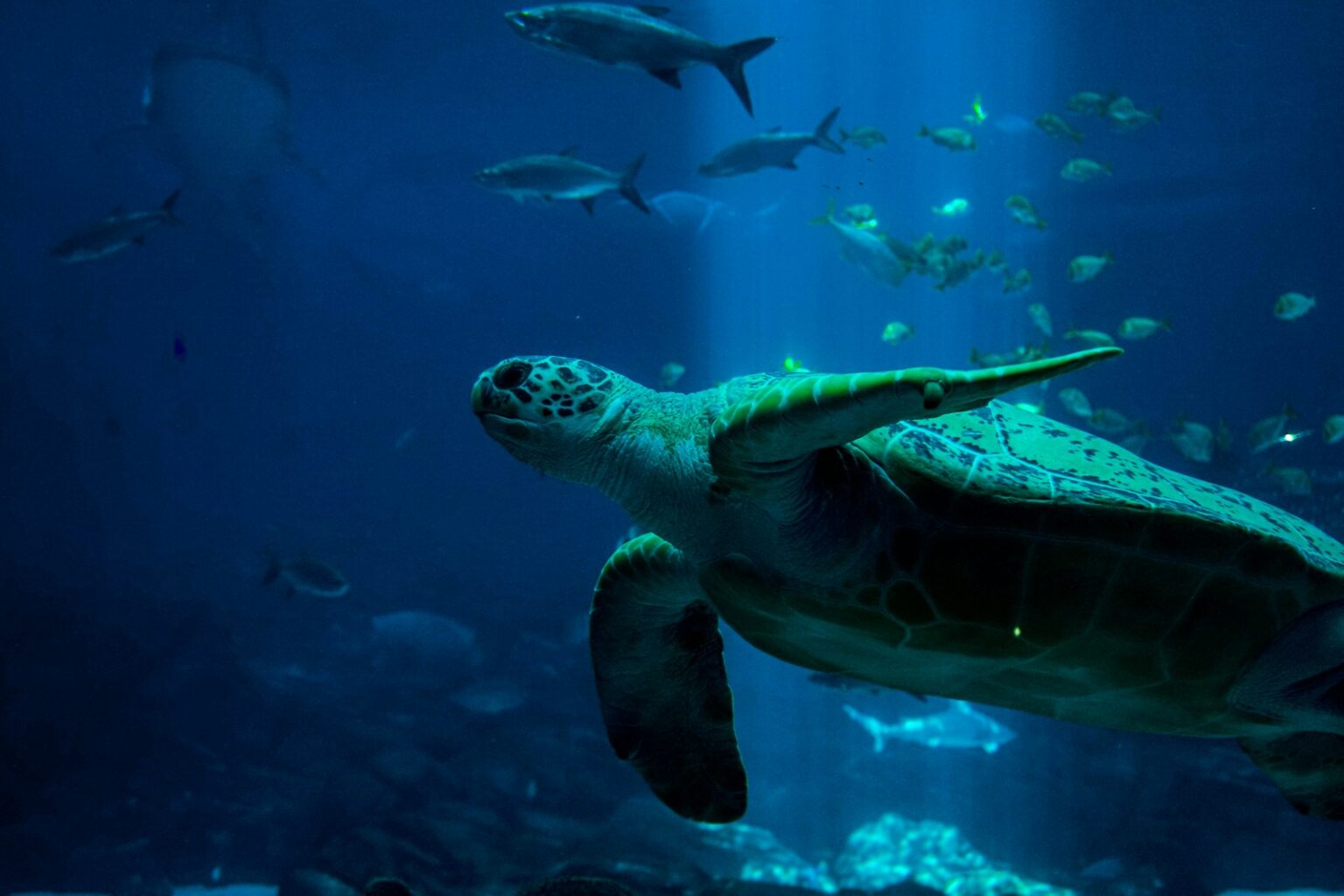 The Most Unique Turtle Shell Patterns Found in Nature – Reptilekingz