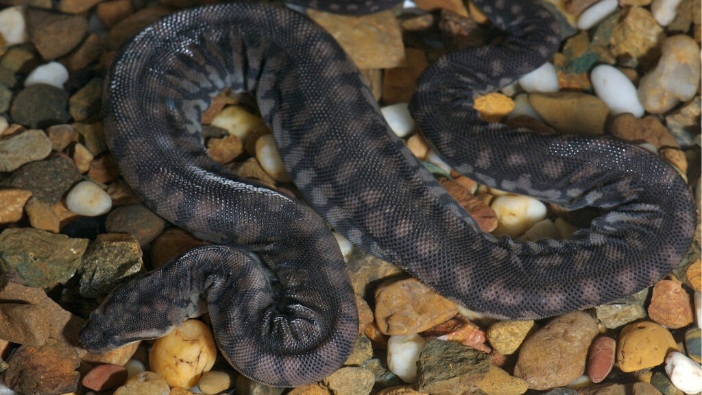 A file snake in captivity, showcasing its distinctive loose, wrinkled skin and rough, pyramidal scales.