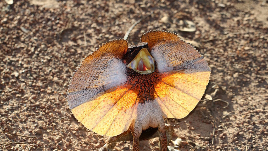 A frill-necked lizard stands on rocky ground with its mouth open wide and its vibrant frill fully extended.