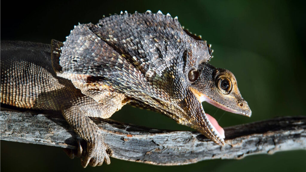 A frill-necked lizard clings to a branch with its mouth open in a defensive display.