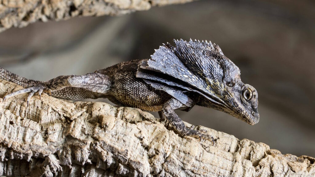 A frill-necked lizard rests on a tree trunk with its frill folded, helping regulate body temperature.