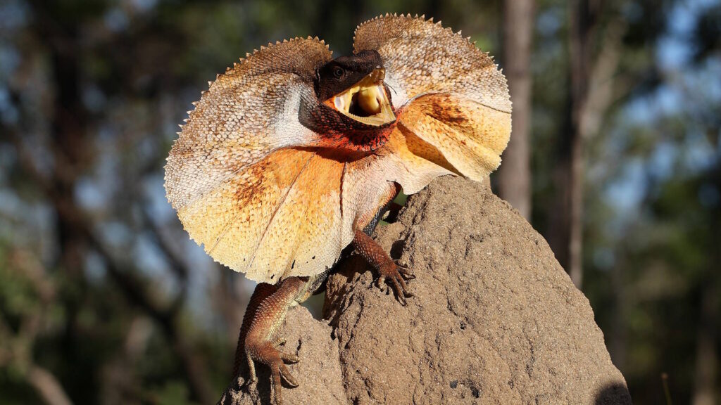 A frilled-neck lizard perched on a rock with its frill fully extended and mouth open.