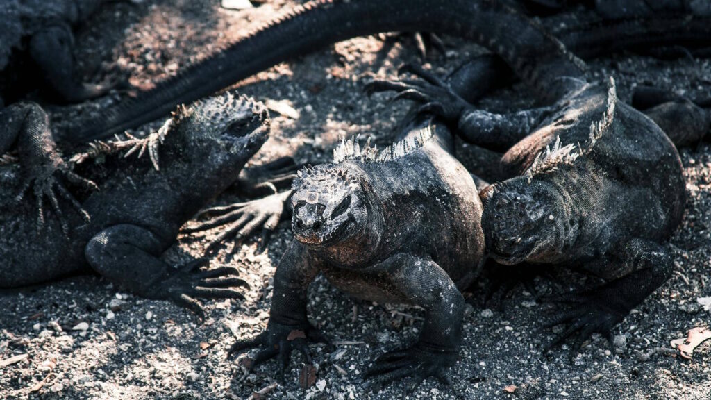 Close-up of Galapagos marine iguanas basking on rocky terrain. Unique wildlife captured outdoors.