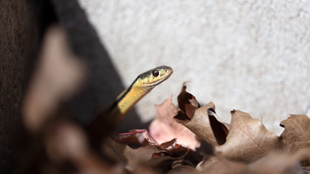 Garter snake basking near a hibernaculum, partially hidden among dry leaves by a wall.
