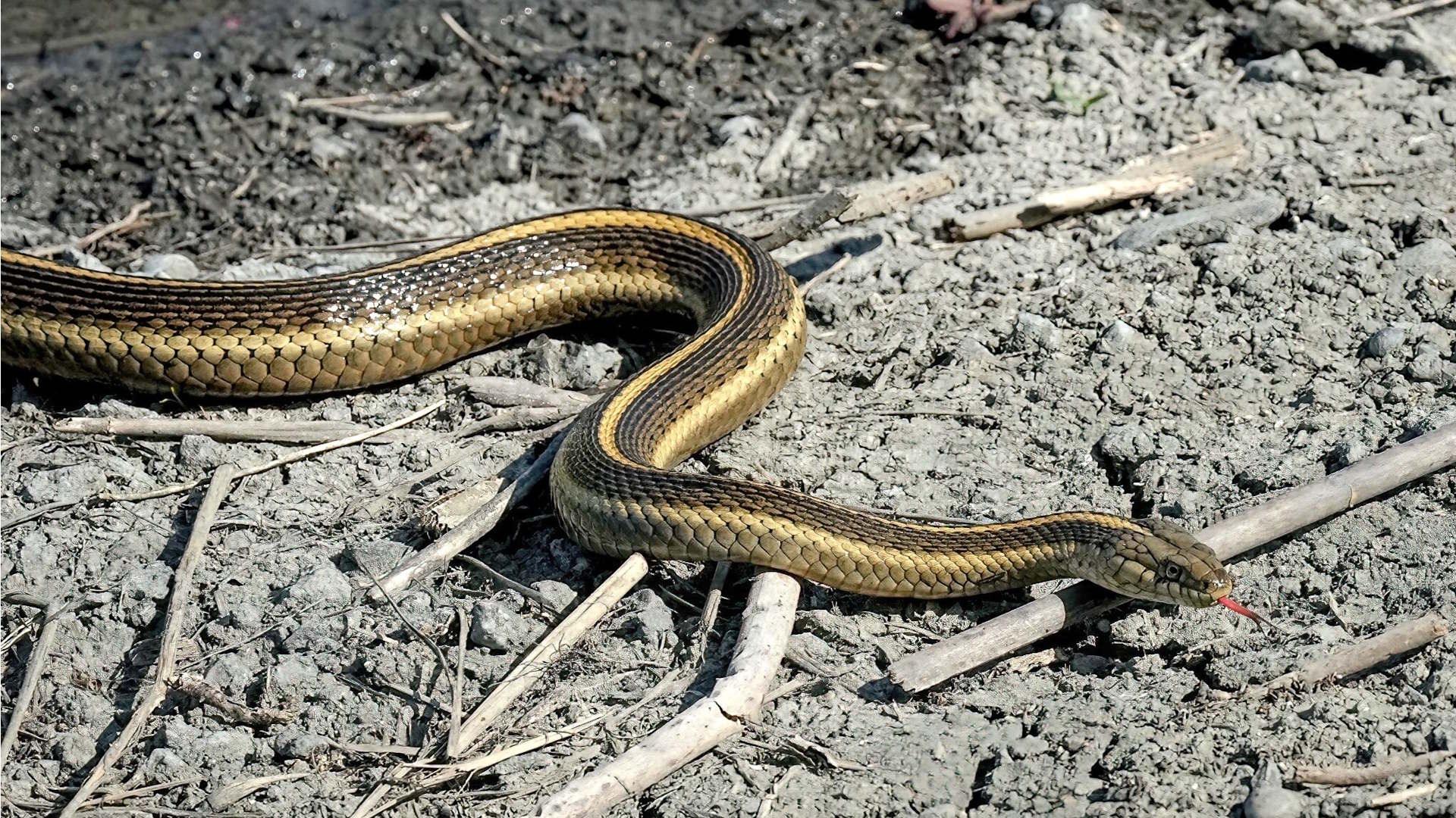 How Fast Can a Venomous Snake Strike? The Answer May Shock You