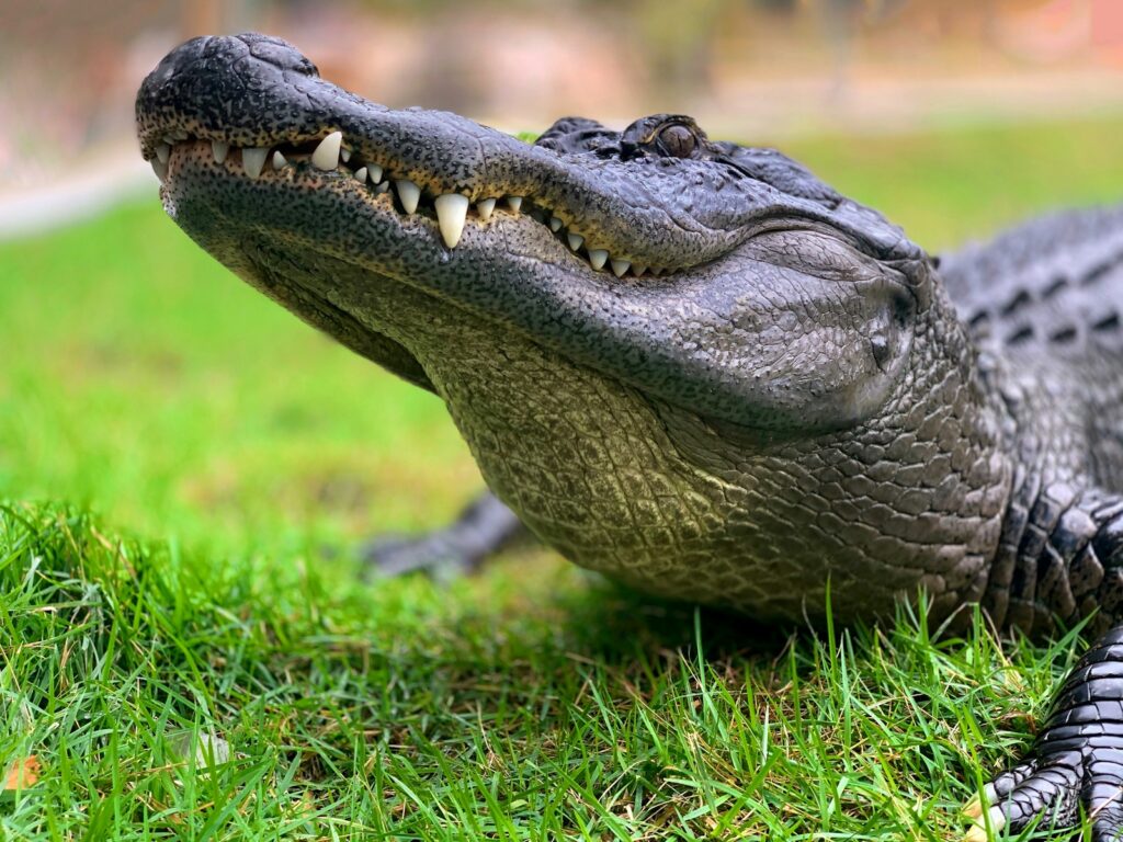 crocodile on green grass during daytime