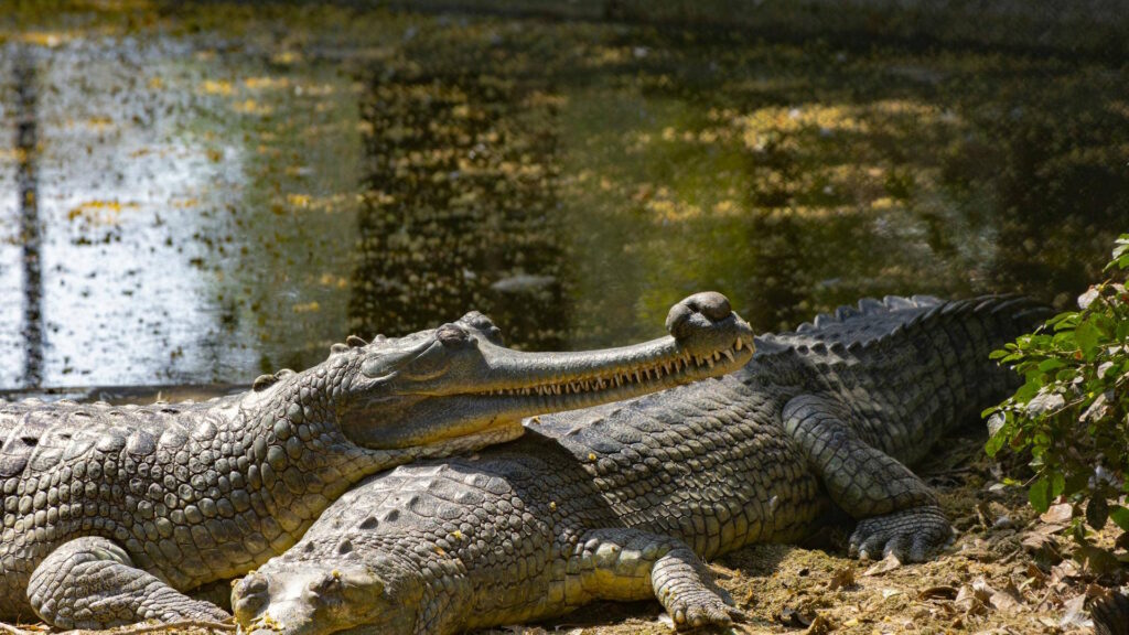 Pair of gharials basking by a pond