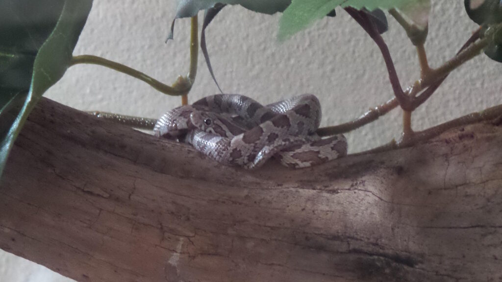 A ghost corn snake coiled on a branch, displaying a muted color palette of silvery gray, light lavender, and soft tan.