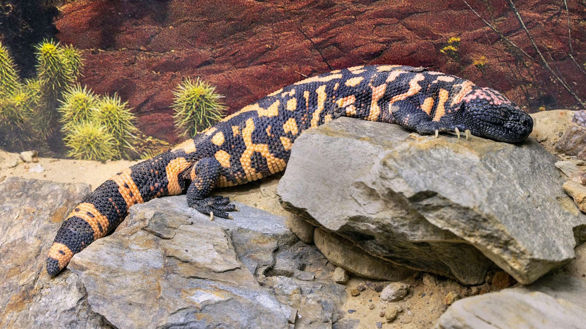 How to Prevent Common Health Issues in Exotic Pets