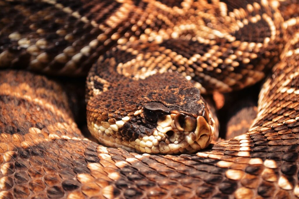 black and white snake skin