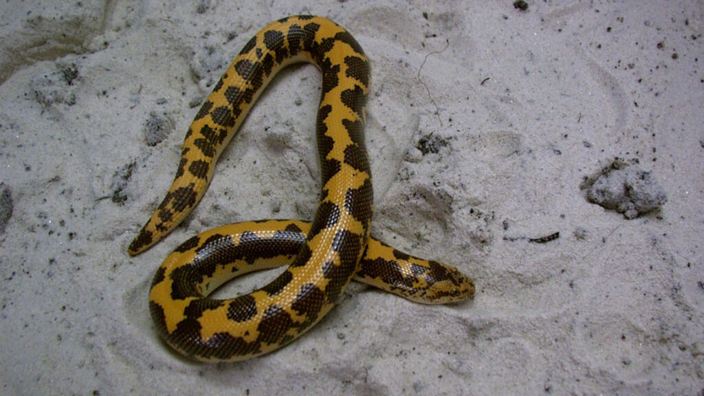 A Kenyan sand boa with a stout body and striking orange and brown blotches slithers across sand