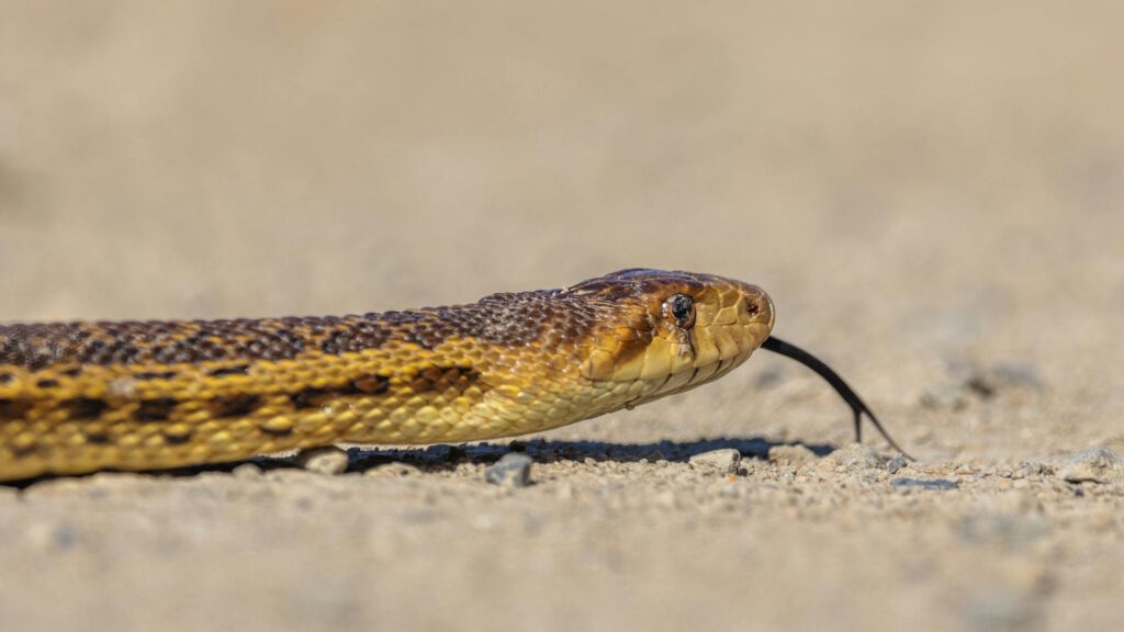 Detailed shot of a Pacific gopher snake slithering across a sandy desert landscape.