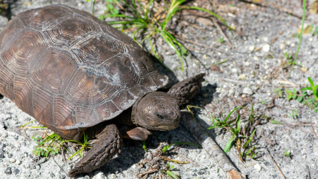 A gopher tortoise basking on sandy ground, showcasing its domed shell and sturdy limbs